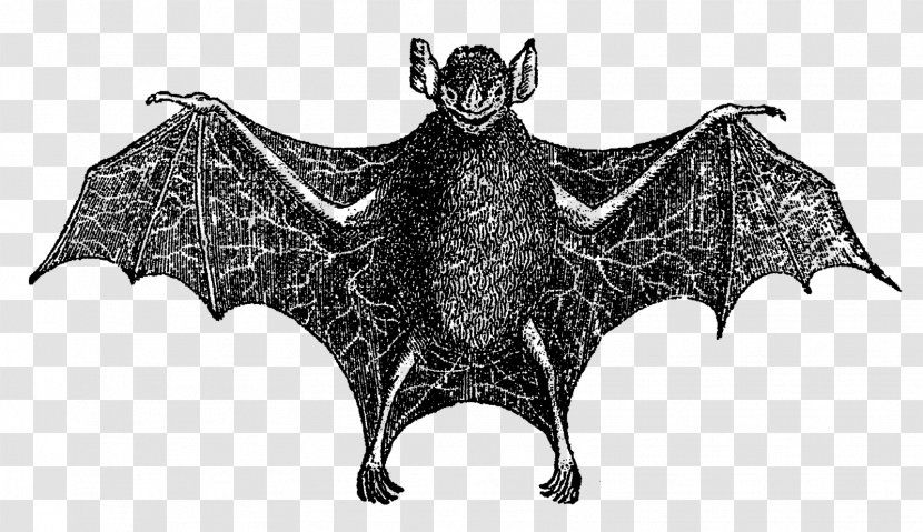 Bat Digital Image Clip Art - Wildlife - Vampire Transparent PNG