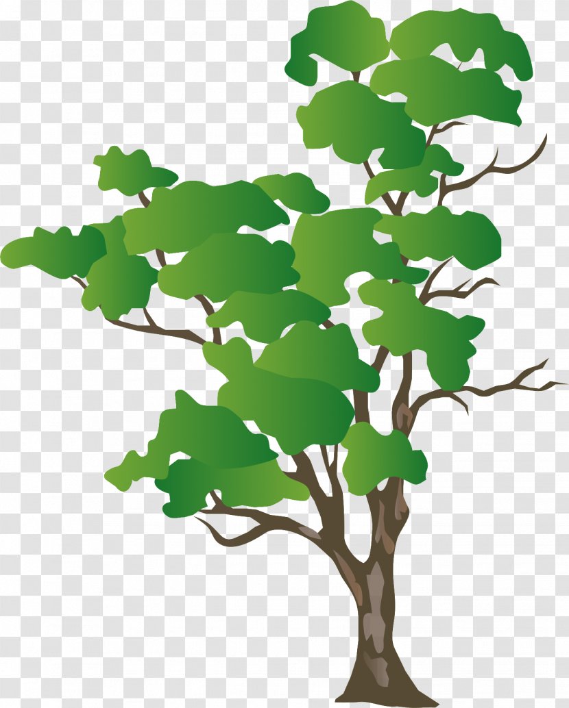 Eucalyptus Camaldulensis Drawing Vector Graphics Tree Image - Silhouette Transparent PNG