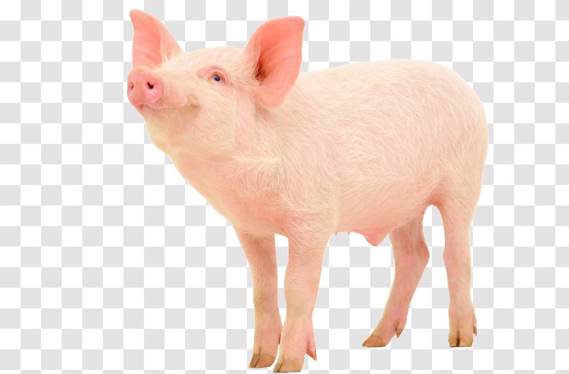 Domestic Pig Pork Tapeworm Bacon Farming - Snout Transparent PNG