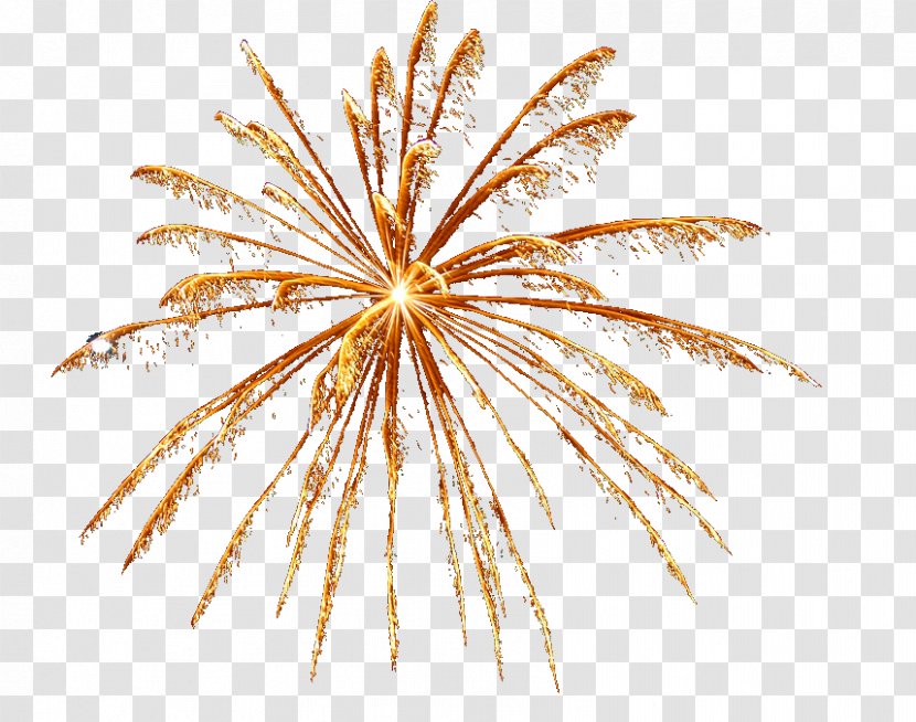 Fireworks Firecracker - Grass Family Transparent PNG