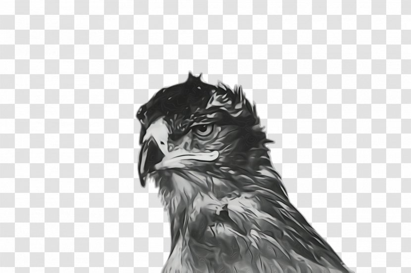 Bird Beak Of Prey Eagle Drawing - Osprey - Wildlife Falconiformes Transparent PNG