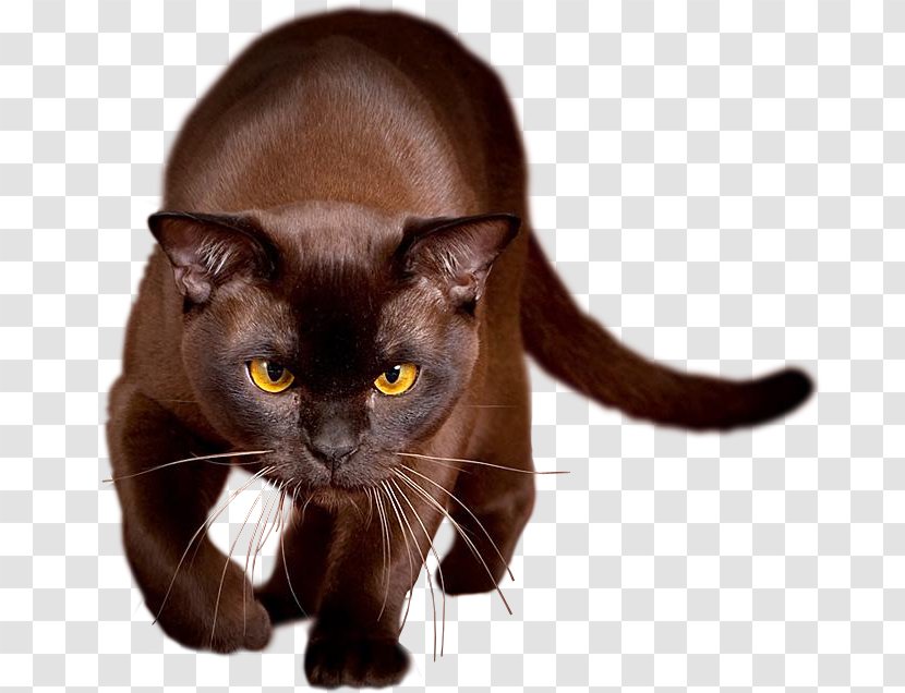 Halloween Brown Cat - Like Mammal - Bombay Transparent PNG