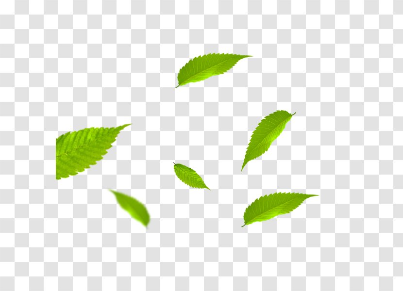 Leaf Download Gratis - Video - Leaves Transparent PNG