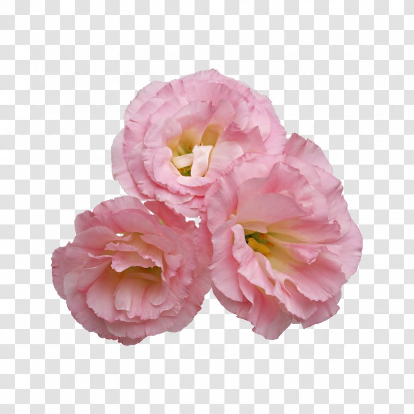 Flower Clip Art - Pink Transparent PNG