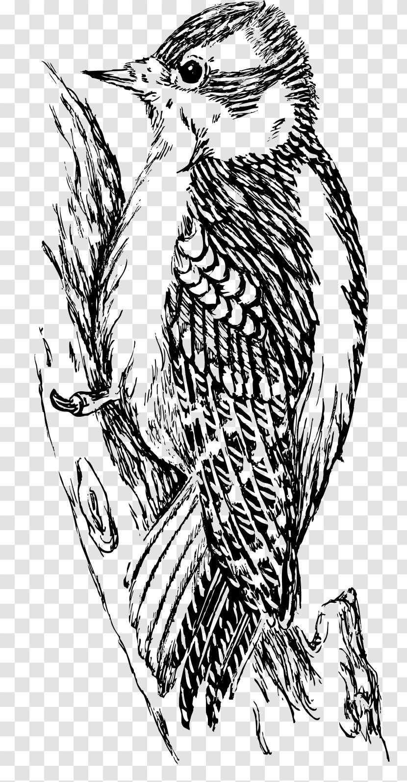 Woodpecker Gabby Gator Hawk Bird Buzz Buzzard - Vertebrate Transparent PNG