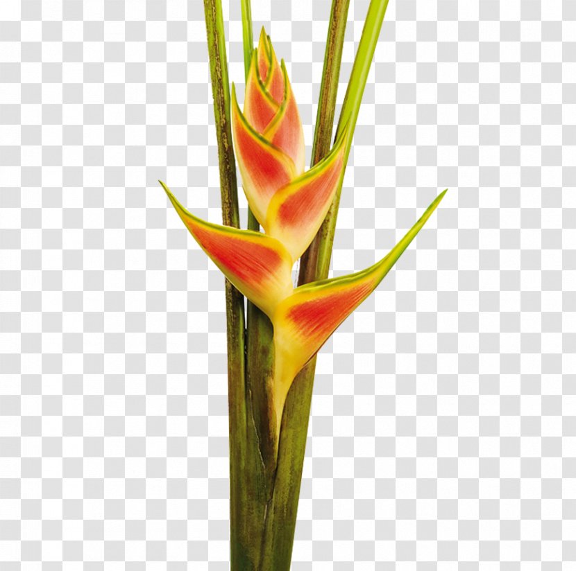 Heliconia Wagneriana Cut Flowers Colombia Bud Transparent PNG