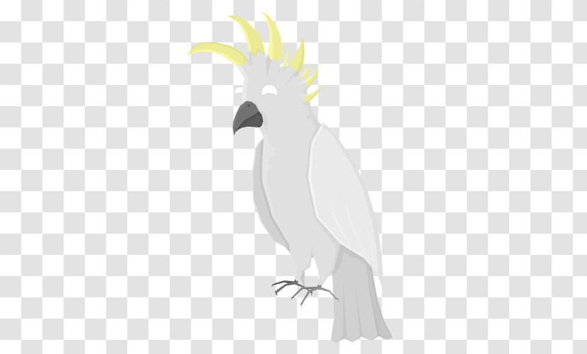 Cockatoo Macaw Beak Feather Vulture - Bird Of Prey Transparent PNG