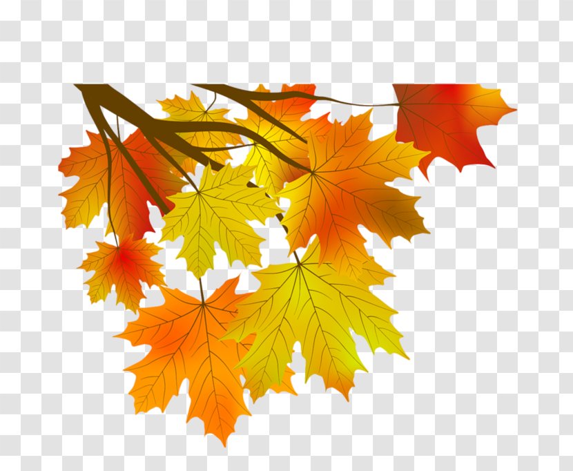 Maple Leaf Autumn - Abscission Transparent PNG