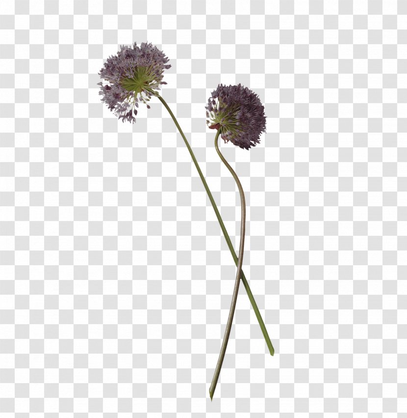 Flower Chives Herb Plant Stem - Purple Transparent PNG