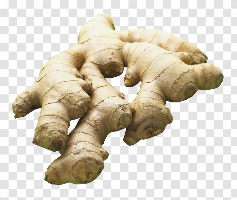 Ginger Icon - Galangal Transparent PNG