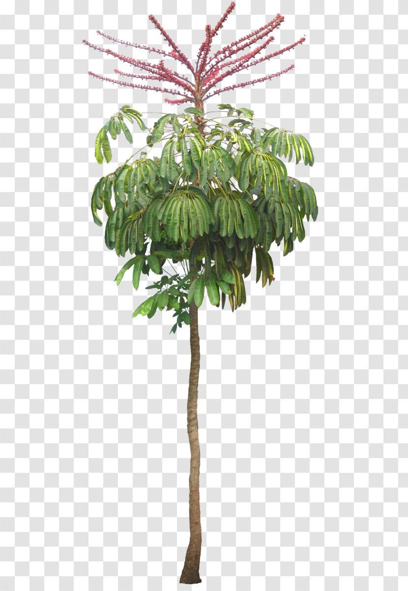 Schefflera Actinophylla Arboricola Tree Houseplant - Twig - Exotic Transparent PNG