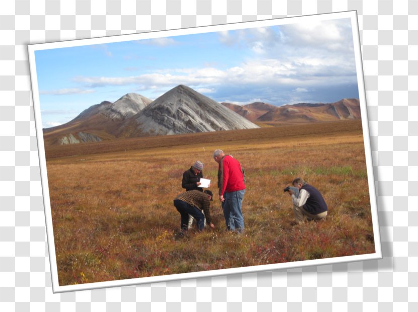 Rangeland Cattle Landscape Plain Steppe - Tourism - Health Tools Transparent PNG