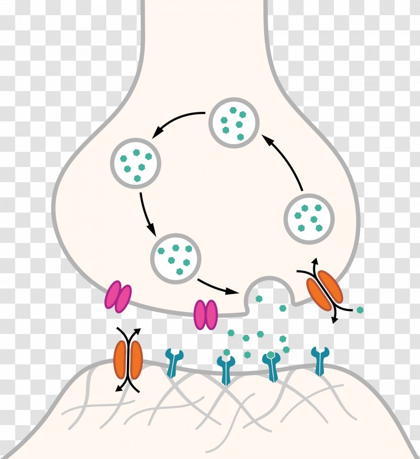 Neuron Synapse Receptor Serotonin Action Potential - Chemical ...