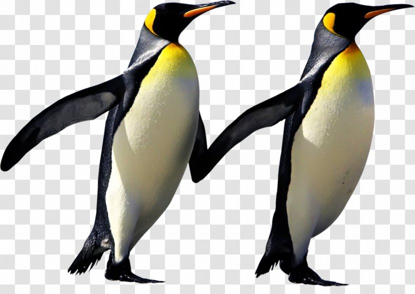 Bird Cartoon - March Of The Penguins - Beak Flightless Transparent PNG