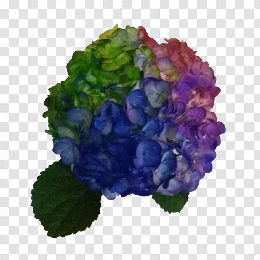 Hydrangea Flower Color Blue Violet - Lavender Transparent PNG