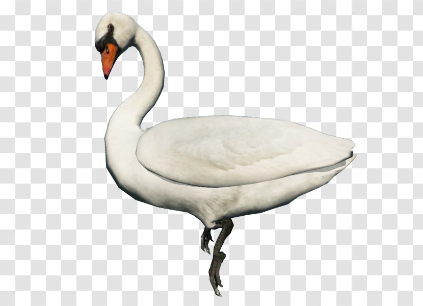 Goose Bird Duck Whooper Swan Clip Art - Fauna Transparent PNG