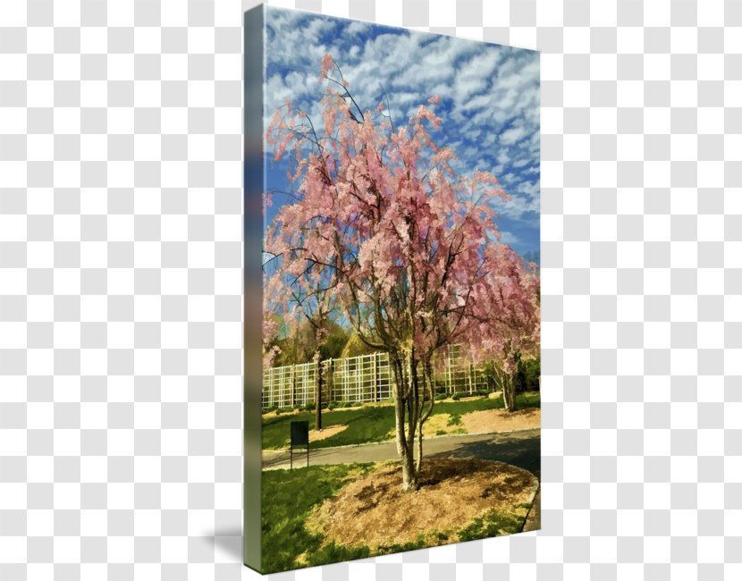 Cherry Blossom ST.AU.150 MIN.V.UNC.NR AD Sky Plc - Watercolor Transparent PNG