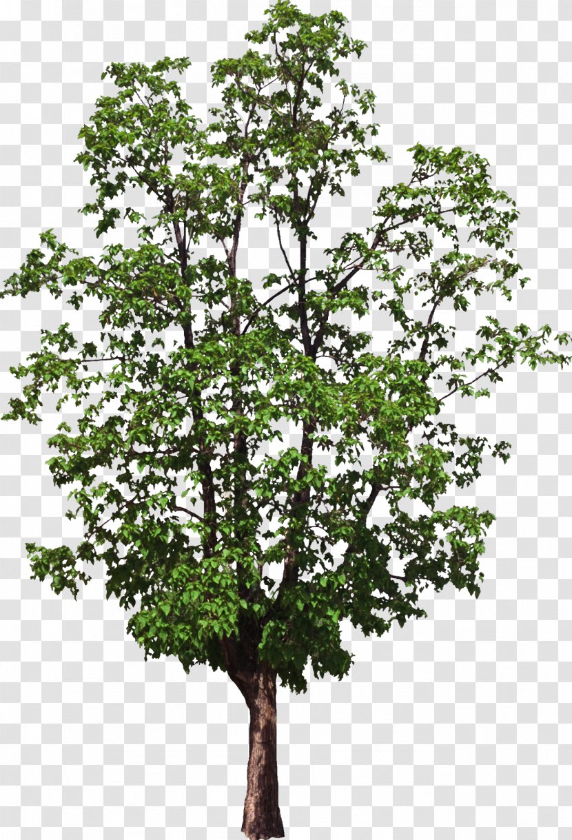 Tree Computer Software - Bushes Transparent PNG