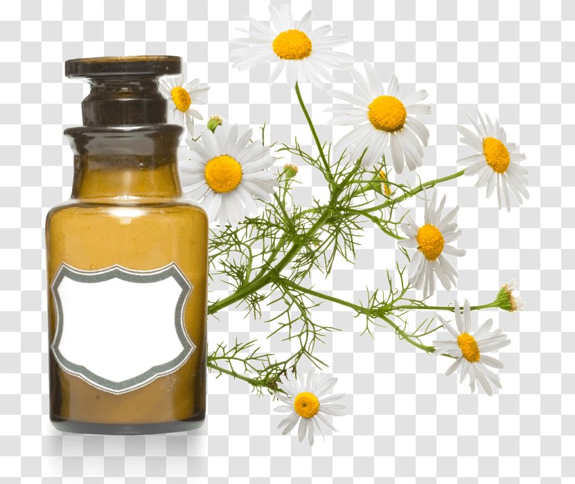 Roman Chamomile Essential Oil Aromatherapy Cajeput - Flower Transparent PNG