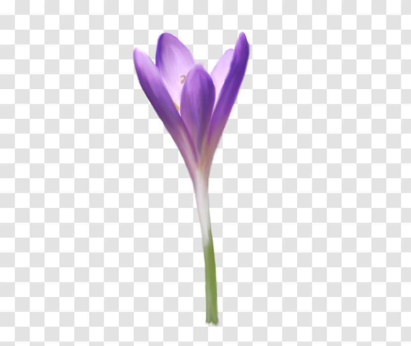 Crocus Violet Plant Stem Herbaceous Plants Transparent PNG