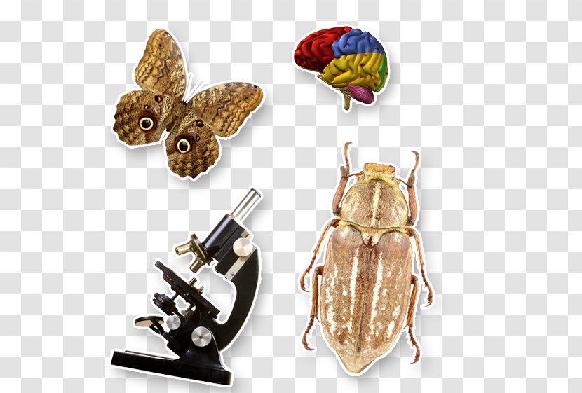 Biology Unified State Exam School Perm Insect - Biological Membrane - Class Transparent PNG