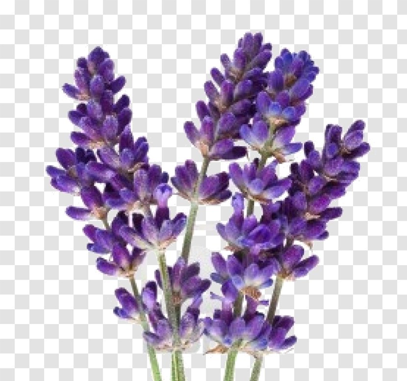 Lavender Oil Flower Herbal Distillate Stock Photography Transparent PNG