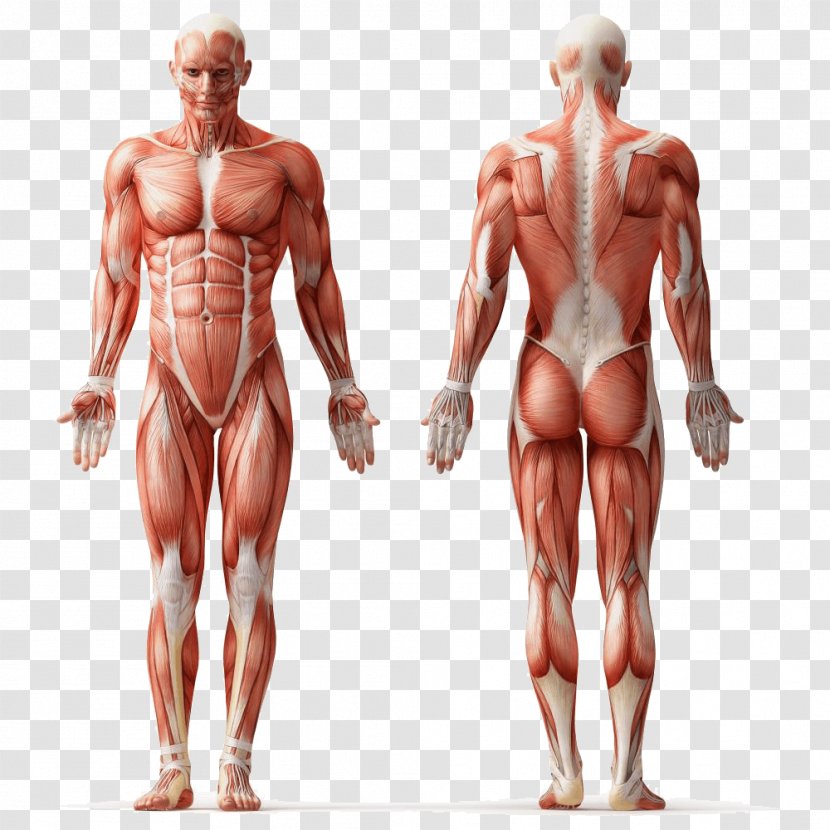 Human Anatomy Muscle Body Muscular System - Watercolor Transparent PNG