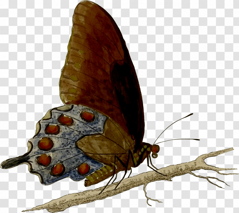 Brush-footed Butterflies Gossamer-winged Butterflies Moth Pest Transparent PNG
