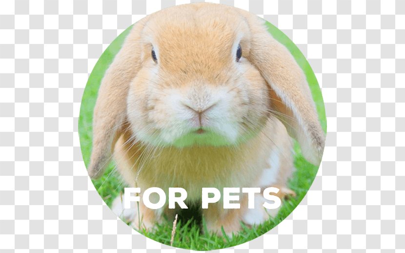 Domestic Rabbit New Zealand Ōkunoshima Easter Bunny - Pet Shop - Oil Transparent PNG