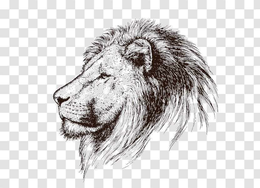 Lion Whiskers Cat Terrestrial Animal Snout - Masai - Drawing Head Transparent PNG