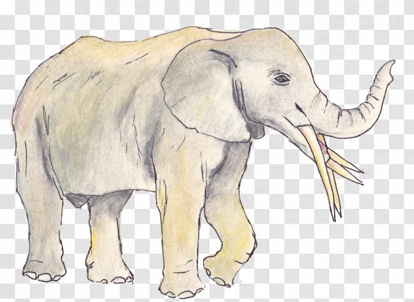 African Elephant Indian Animal Tusk - Joint - Elephants Transparent PNG