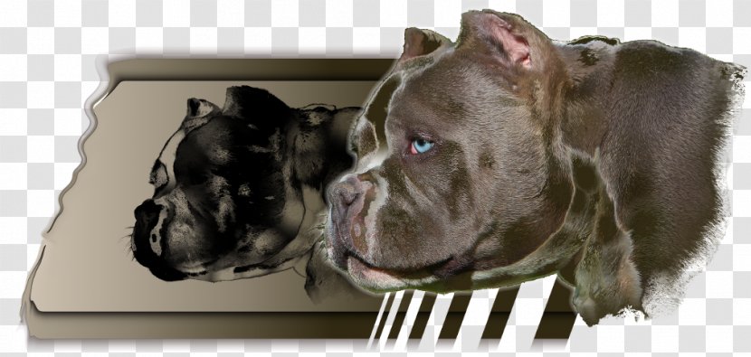 Dog Breed Cane Corso American Pit Bull Terrier Snout Transparent PNG