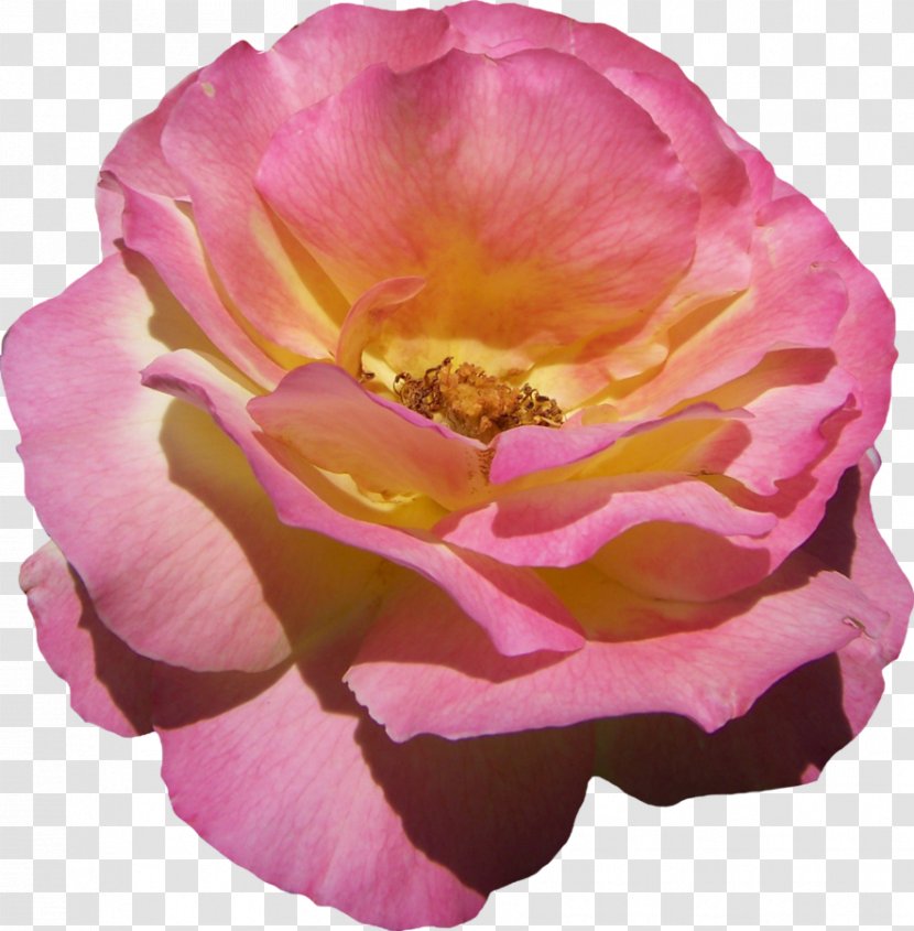 Floribunda Garden Roses Cabbage Rose French Pink - Magenta - Flower Transparent PNG
