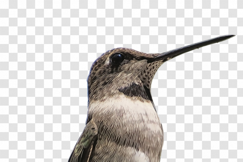 Hummingbird Transparent PNG