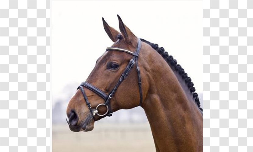 Stallion Hanoverian Horse Dutch Warmblood Brazilian Sport American Quarter - Like Mammal - Spartacus Transparent PNG