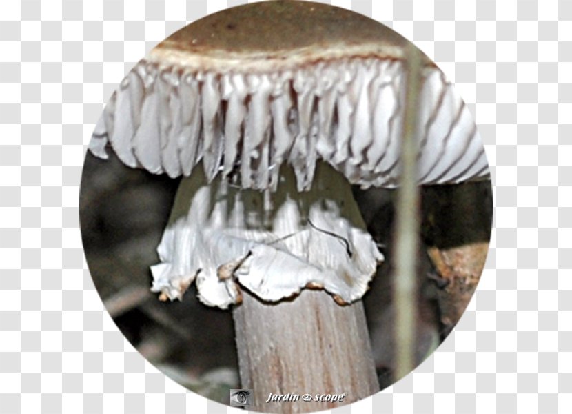 Jaw - Agaricales Transparent PNG