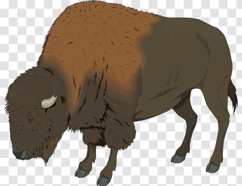 American Bison Clip Art Transparency Image - Sheep - Snout Transparent PNG