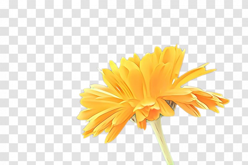Flowers Background - Calendula - Wildflower Sow Thistles Transparent PNG