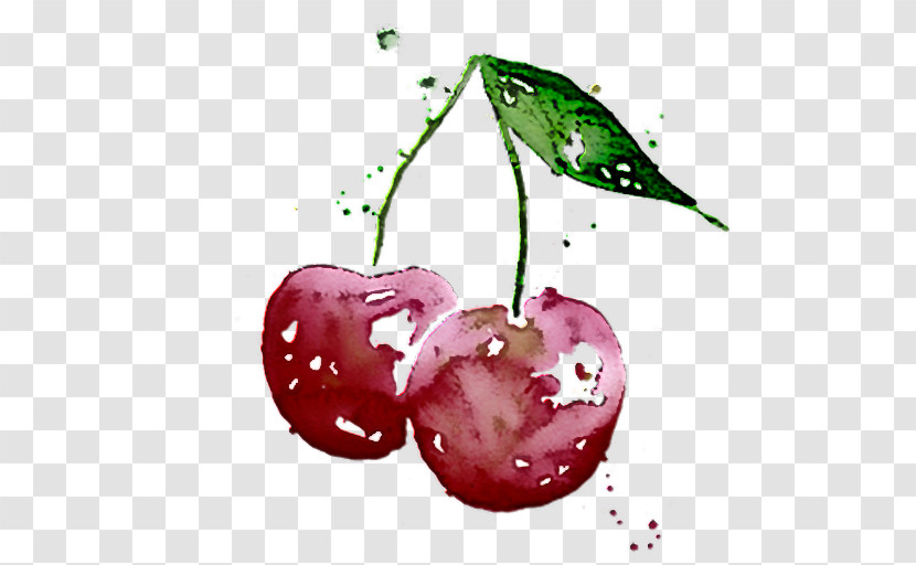 Natural Food Plant Apple Biology Transparent PNG