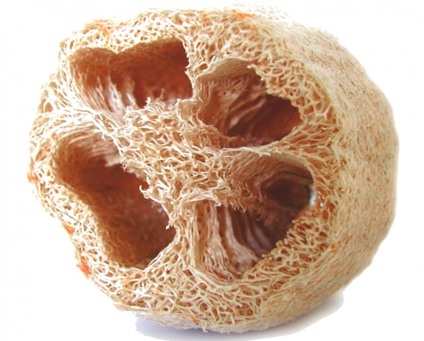 Sponge Gourd Cucurbitaceae Vegetable - Luffa Acutangula Transparent PNG