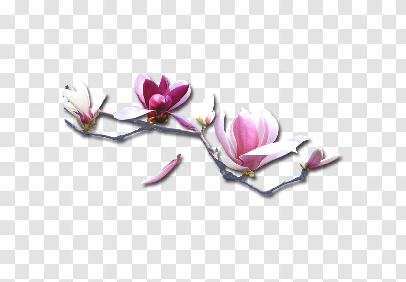Purple Petal - Magnolia Family - Plum Flower Transparent PNG