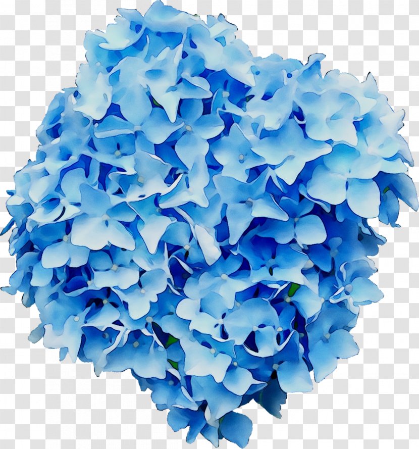 Hydrangeaceae Petal Cut Flowers - Electric Blue - Hydrangea Transparent PNG