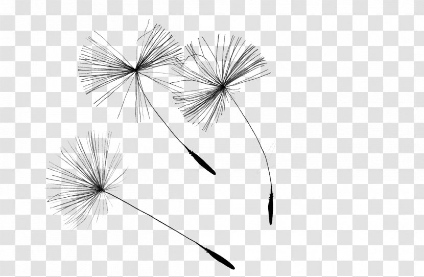 Dandelion Drawing Seed Illustration - Stock Photography - Creative Transparent PNG