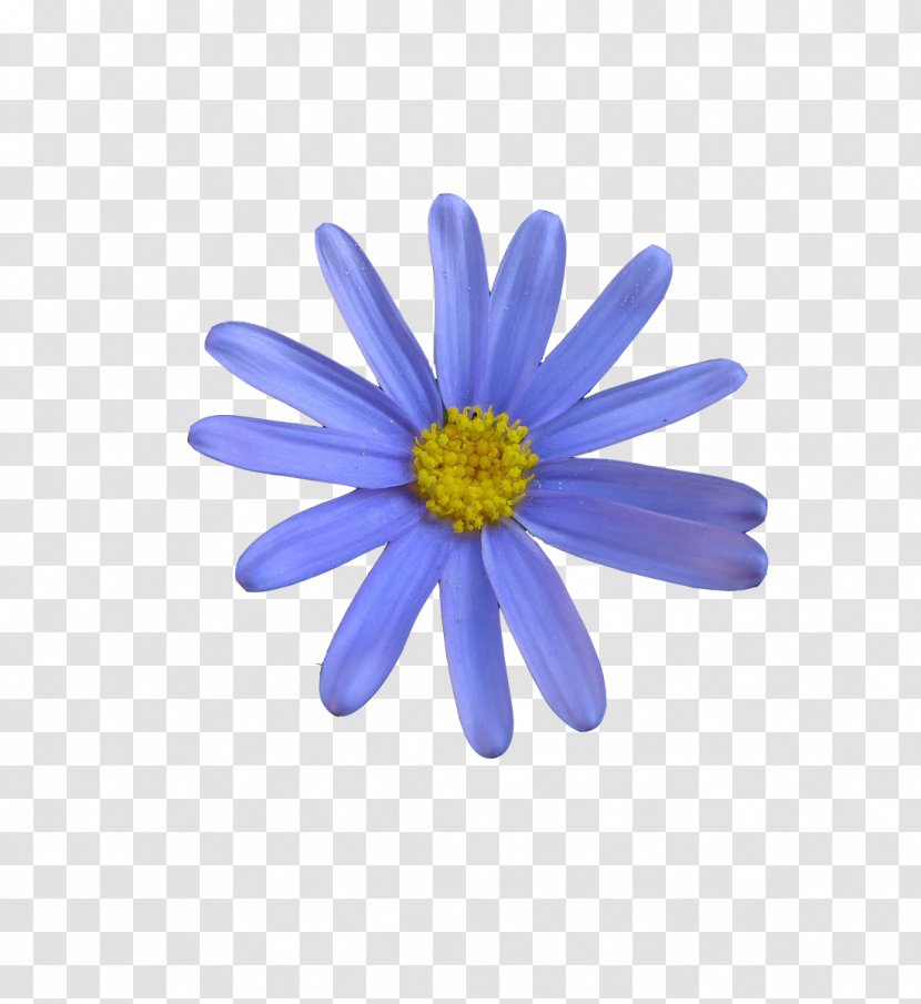 Color Craft Pattern - Petal - Blue Flower Transparent PNG