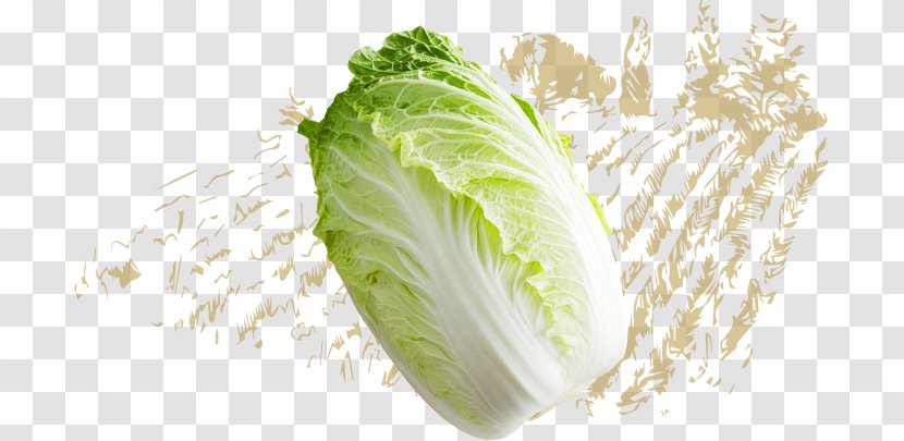 Romaine Lettuce Napa Cabbage Spring Greens Capitata Group Vegetable - Chinese Transparent PNG