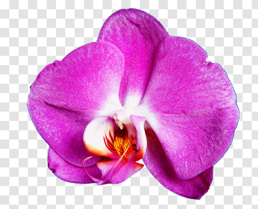 Flower Petal Violet Purple Plant Transparent PNG