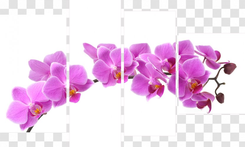 Moth Orchids Cut Flowers Violaceae - Lilac - Orched Transparent PNG