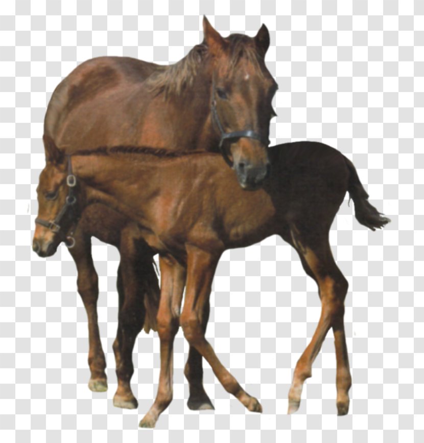 Clydesdale Horse American Miniature - Rein - Charro Transparent PNG