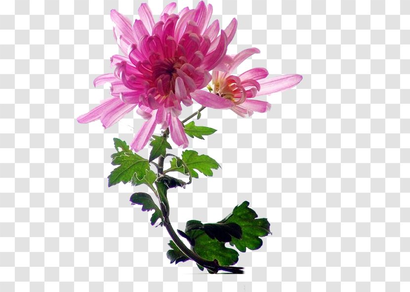 Chrysanthemum Indicum Flower Pink - Daisy Family - Fresh Decoration Transparent PNG