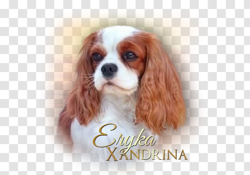 Cavalier King Charles Spaniel Puppy Dog Breed Companion Transparent PNG